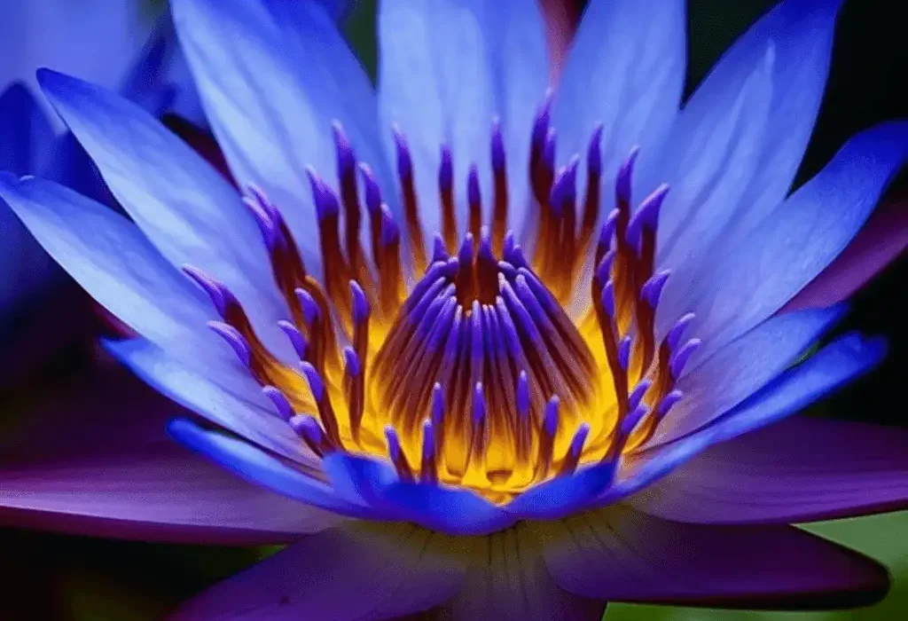 Egyptian Blue Lotus (Nymphaea caerulea) – Sacred water lily in Interstellar Blends, supporting relaxation, mood enhancement, cognitive function, and antioxidant protection.
