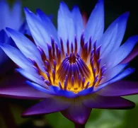 Egyptian Blue Lotus (Nymphaea caerulea) – Sacred water lily in Interstellar Blends, supporting relaxation, mood enhancement, cognitive function, and antioxidant protection.