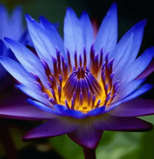 Egyptian Blue Lotus (Nymphaea caerulea) – Sacred water lily in Interstellar Blends, supporting relaxation, mood enhancement, cognitive function, and antioxidant protection.