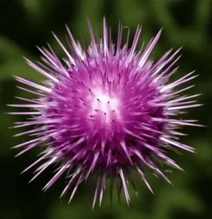 Egyptian Silybum marianum (Milk Thistle) – Powerful liver-supporting herb in Interstellar Blends, promoting detoxification, antioxidant defense, and metabolic health.