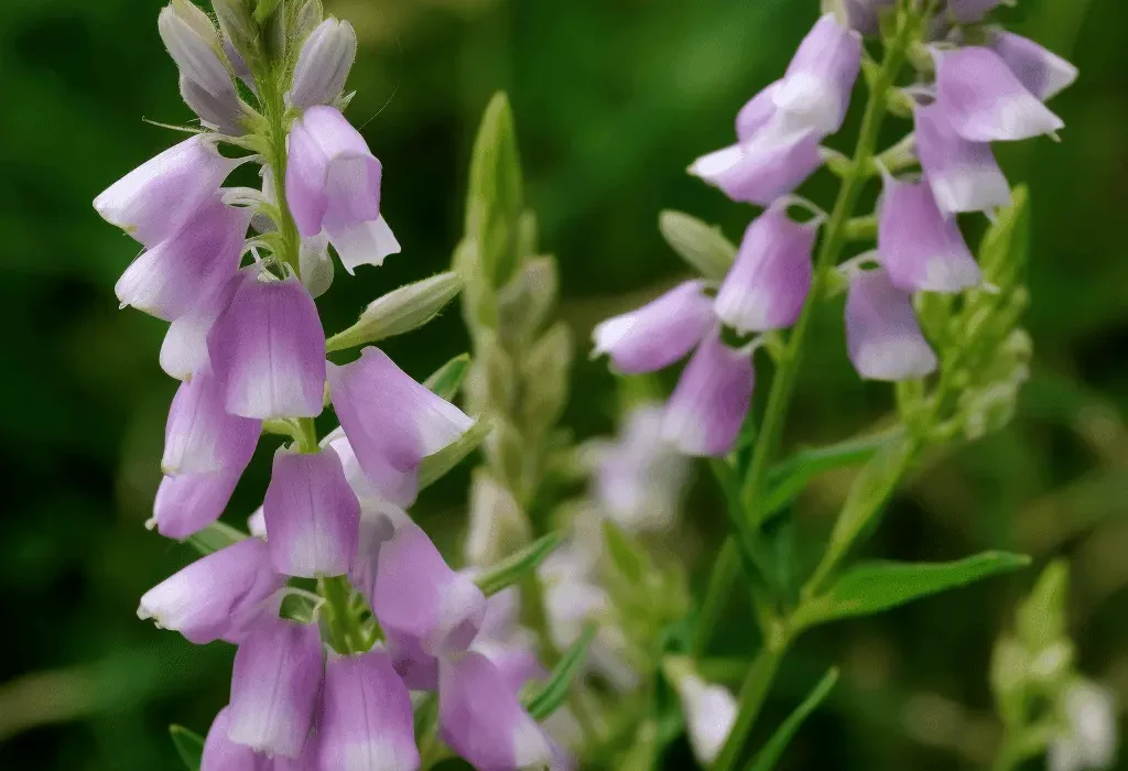 Galega officinalis (Goat’s Rue) – Traditional metabolic herb in Interstellar Blends, supporting blood sugar regulation, insulin sensitivity, and lactation health.