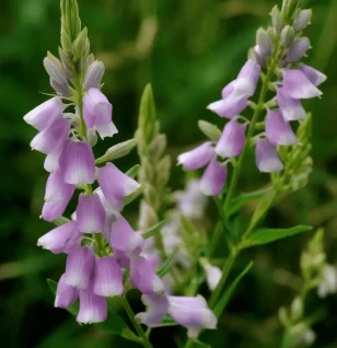 Galega officinalis (Goat’s Rue) – Traditional metabolic herb in Interstellar Blends, supporting blood sugar regulation, insulin sensitivity, and lactation health.