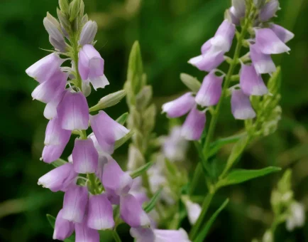 Galega officinalis (Goat’s Rue) – Traditional metabolic herb in Interstellar Blends, supporting blood sugar regulation, insulin sensitivity, and lactation health.