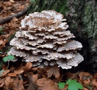 Grifola frondosa (Maitake) – A close-up of Maitake mushrooms, a medicinal fungus in Interstellar Blends for immune system balance.