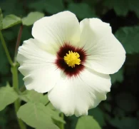 Hibiscus vitifolius (Wild Hibiscus) – Antioxidant-rich flower in Interstellar Blends, supporting cardiovascular health, skin vitality, and metabolic balance.