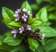 Holy Basil (Ocimum sanctum, Tulsi) – Powerful adaptogen in Interstellar Blends, supporting stress relief, immune function, cognitive clarity, and metabolic balance.