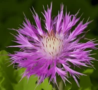 Maral Root (Rhaponticum carthamoides) – Powerful adaptogen in Interstellar Blends, supporting endurance, muscle recovery, cognitive function, and immune health.