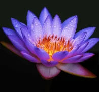 Lotus Root (Nelumbo nucifera) – Nutrient-dense ingredient in Interstellar Blends, promoting circulation, detoxification, and lung health.