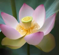 Lotus Root (Nelumbo nucifera) – Nutrient-dense ingredient in Interstellar Blends, promoting circulation, detoxification, and lung health.