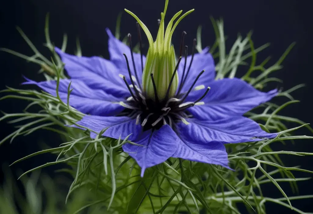 Nigella sativa (Black Seed) – Ancient healing seed in Interstellar Blends, boosting immunity, reducing inflammation, and supporting lung health.