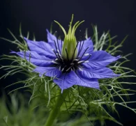 Nigella sativa (Black Seed) – Ancient healing seed in Interstellar Blends, boosting immunity, reducing inflammation, and supporting lung health.