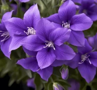 PLATYC~1 - Interstellar Blends