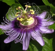 Passion Flower (Passiflora incarnata) – Calming herb in Interstellar Blends, supporting relaxation, stress relief, sleep quality, and nervous system balance.