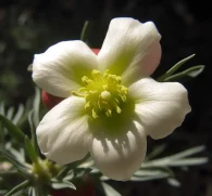 Peganum harmala (Syrian Rue) – Psychoactive and antioxidant-rich herb in Interstellar Blends, supporting cognitive function, neuroprotection, and mood balance.