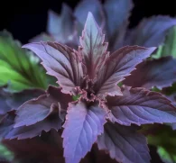 Perilla frutescens (Perilla Leaf, Shiso) – Antioxidant-rich herb in Interstellar Blends, supporting respiratory health, allergy relief, anti-inflammatory benefits, and digestive wellness.