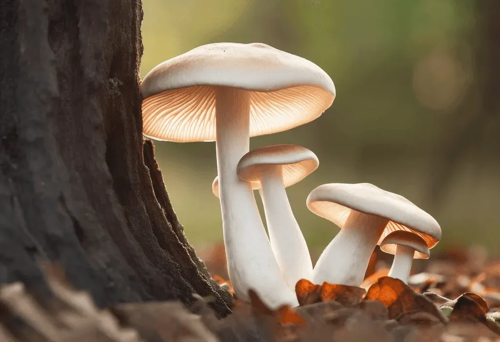 Pleurotus eryngii (King Oyster Mushroom) – Medicinal mushroom in Interstellar Blends, supporting immune function and cognitive health.