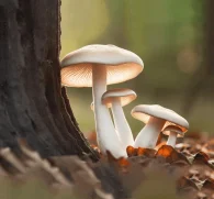 Pleurotus eryngii (King Oyster Mushroom) – Medicinal mushroom in Interstellar Blends, supporting immune function and cognitive health.