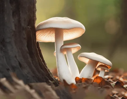 Pleurotus eryngii (King Oyster Mushroom) – Medicinal mushroom in Interstellar Blends, supporting immune function and cognitive health.