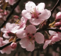 Prunus africana (African Cherry, Bush) – Traditional herbal remedy in Interstellar Blends, supporting prostate health, immune function, and anti-inflammatory benefits.