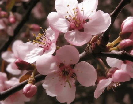 Prunus africana (African Cherry, Bush) – Traditional herbal remedy in Interstellar Blends, supporting prostate health, immune function, and anti-inflammatory benefits.
