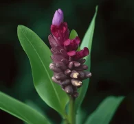 Puerariae Radix (Kudzu Root) – Traditional herb in Interstellar Blends, supporting cardiovascular health, detoxification, and hormone balance.