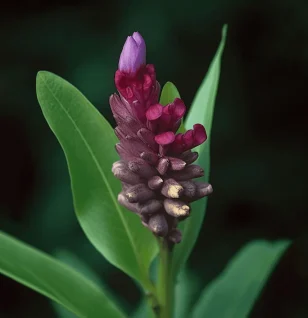 Puerariae Radix (Kudzu Root) – Traditional herb in Interstellar Blends, supporting cardiovascular health, detoxification, and hormone balance.