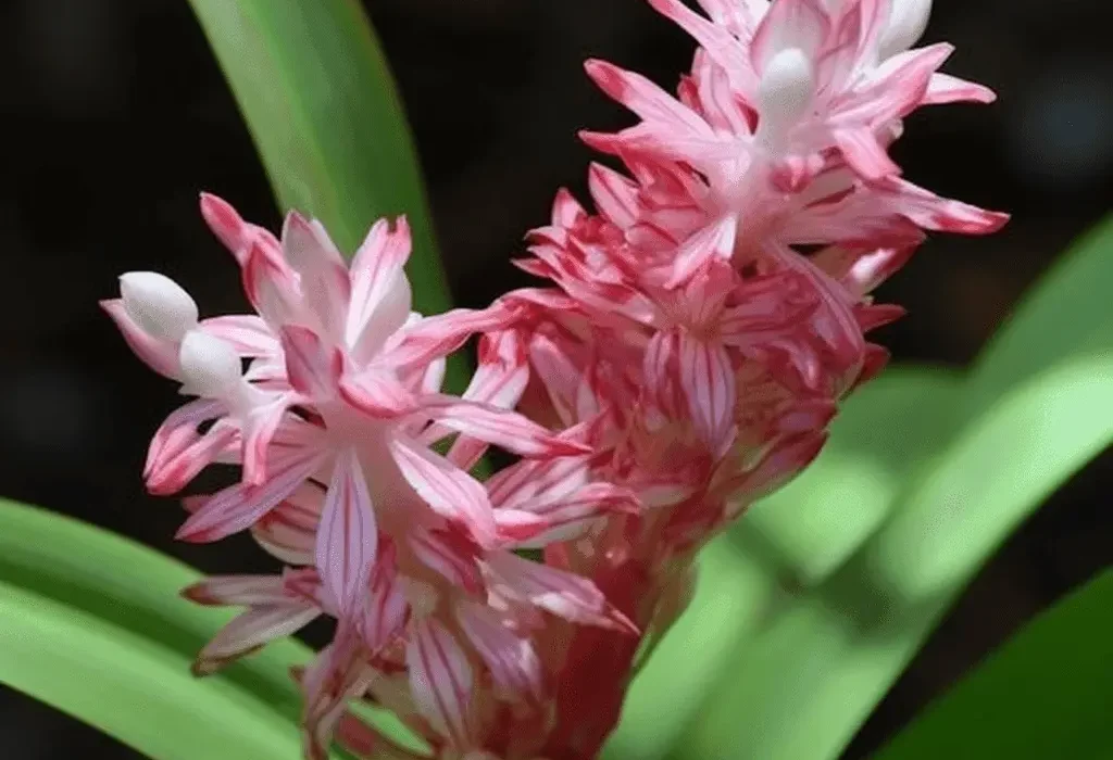 Reineckia carnea – A close-up of Reineckia carnea, a rare medicinal plant in Interstellar Blends for anti-inflammatory and stress-adaptation support.