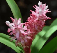 Reineckia carnea – A close-up of Reineckia carnea, a rare medicinal plant in Interstellar Blends for anti-inflammatory and stress-adaptation support.