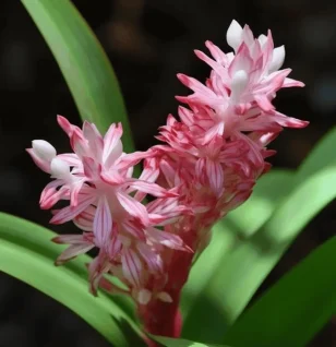 Reineckia carnea – A close-up of Reineckia carnea, a rare medicinal plant in Interstellar Blends for anti-inflammatory and stress-adaptation support.