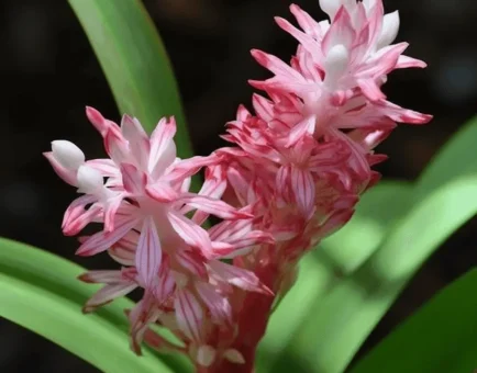 Reineckia carnea – A close-up of Reineckia carnea, a rare medicinal plant in Interstellar Blends for anti-inflammatory and stress-adaptation support.