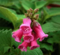 Radix Rehmanniae (Rehmannia Root) – Adaptogenic root in Interstellar Blends, supporting kidney health, adrenal function, and hormonal balance.