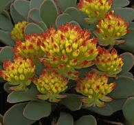 Rhodiola crenulata – Adaptogenic herb in Interstellar Blends, enhancing stamina, reducing stress, and supporting cognitive function and mood balance.