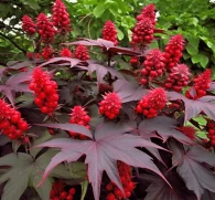 Ricinus communis (Castor Bean) – Powerful botanical in Interstellar Blends, supporting digestive health, skin hydration, and detoxification.