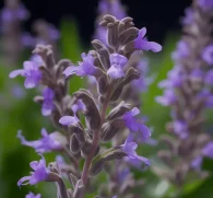 Salvia officinalis (Sage) – Cognitive-boosting herb in Interstellar Blends, enhancing memory and reducing inflammation.