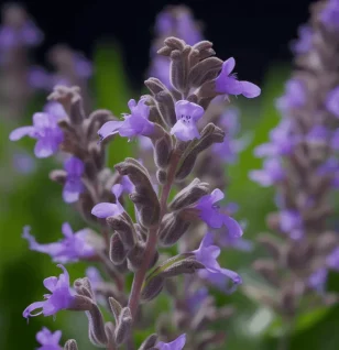 Salvia officinalis (Sage) – Cognitive-boosting herb in Interstellar Blends, enhancing memory and reducing inflammation.