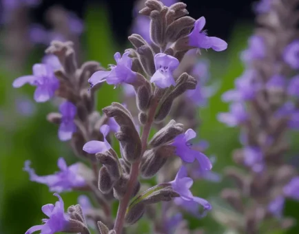 Salvia officinalis (Sage) – Cognitive-boosting herb in Interstellar Blends, enhancing memory and reducing inflammation.