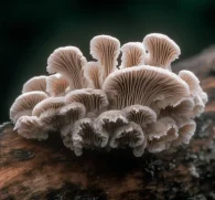 Schizophyllum commune – A high-resolution capture of Schizophyllum commune, a medicinal mushroom in Interstellar Blends for immune function and cellular repair.