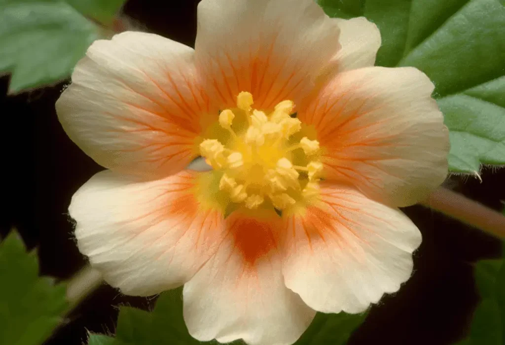 Sida cordifolia Alkaloids – Active compounds in Interstellar Blends, supporting energy, metabolism, and immune health while offering anti-inflammatory benefits.