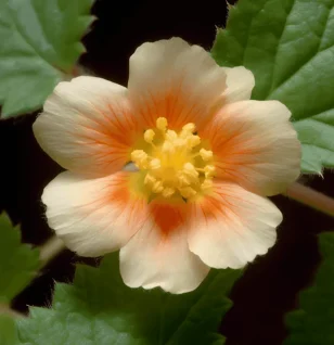 Sida cordifolia Alkaloids – Active compounds in Interstellar Blends, supporting energy, metabolism, and immune health while offering anti-inflammatory benefits.