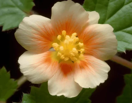 Sida cordifolia Alkaloids – Active compounds in Interstellar Blends, supporting energy, metabolism, and immune health while offering anti-inflammatory benefits.