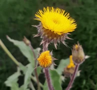Sonchus wightianus (Wight's Sowthistle) – Traditional herb in Interstellar Blends, supporting liver detoxification, digestive health, and anti-inflammatory benefits.