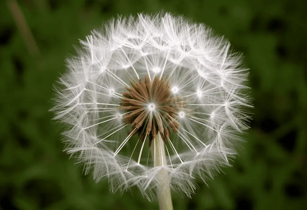 Taraxacum mongolicuma – Detoxifying herb in Interstellar Blends, supporting liver function, digestion, and kidney health.