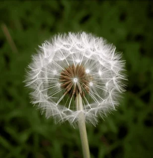 Taraxacum mongolicuma – Detoxifying herb in Interstellar Blends, supporting liver function, digestion, and kidney health.