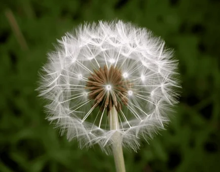 Taraxacum mongolicuma – Detoxifying herb in Interstellar Blends, supporting liver function, digestion, and kidney health.