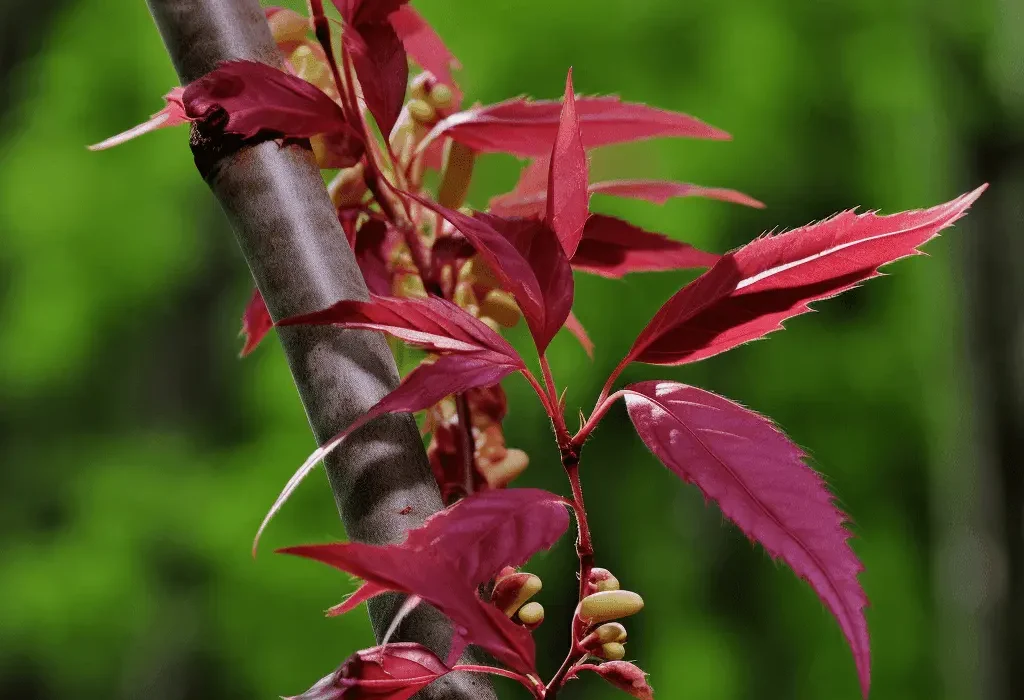 Toona sinensis (Chinese Mahogany) – Traditional herb in Interstellar Blends, supporting liver detoxification, immune function, and antioxidant defense.