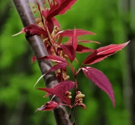 Toona sinensis (Chinese Mahogany) – Traditional herb in Interstellar Blends, supporting liver detoxification, immune function, and antioxidant defense.