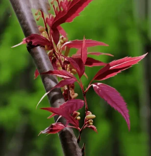 Toona sinensis (Chinese Mahogany) – Traditional herb in Interstellar Blends, supporting liver detoxification, immune function, and antioxidant defense.