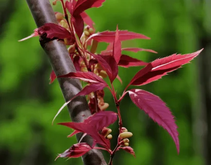 Toona sinensis (Chinese Mahogany) – Traditional herb in Interstellar Blends, supporting liver detoxification, immune function, and antioxidant defense.
