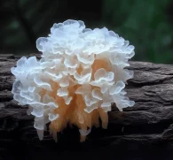 Tremella fuciformis (Snow Fungus, Silver Ear Mushroom) – Hydrating and immune-boosting mushroom in Interstellar Blends, supporting skin health, hydration, and antioxidant protection.