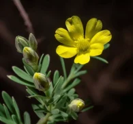 Tribulus terrestris – A striking capture of Tribulus terrestris, an herb in Interstellar Blends for hormonal balance and stamina.